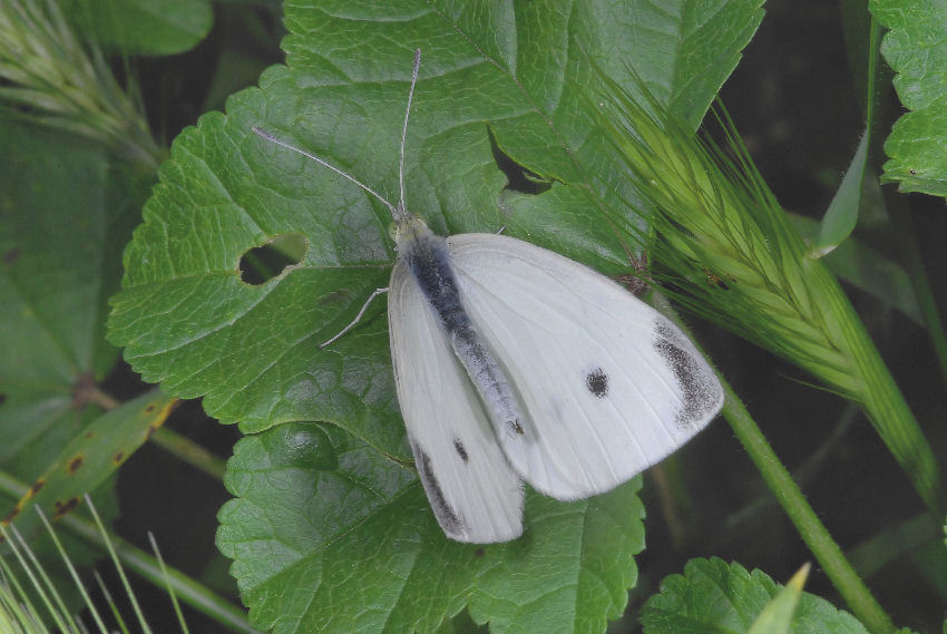 Farfalla